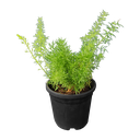 Meyeri fern, foxtail fern, Asparagus densiflorus