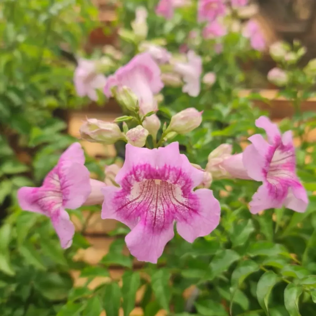 Purple Trumpet Tecoma