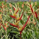 Heliconia psittacorum "Lady Di" variegated