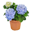Hydrangea macrophylla