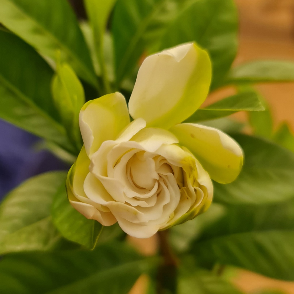 [PLWS GARA BG 0507 760ml] Ananta, Gardenia jasminoides ‘Radicans’ (Polybag # 5x7, 760ml)