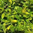 Croton, Codianeum variegatum gold dust