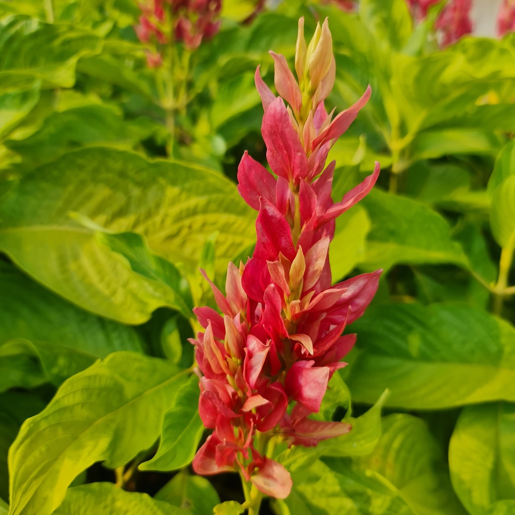 [PLWS MEER BG 0507 760ml] Brazilian red cloak, Megaskepasma erythrochlamys (Polybag # 5x7, 760ml, 3' ht)