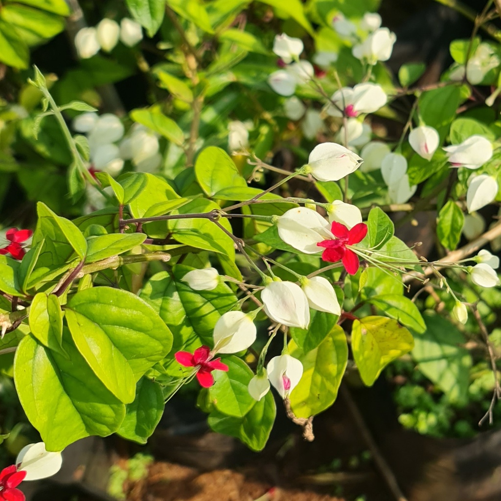 Bleeding heart vine, Clerodendrum thomsoniae