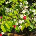 Bleeding heart vine, Clerodendrum thomsoniae