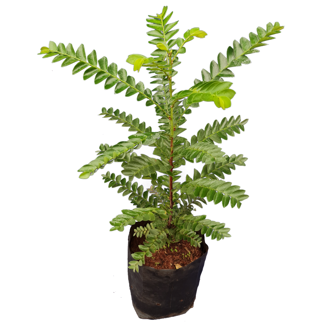 Phyllanthus urinaria