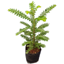 Phyllanthus urinaria