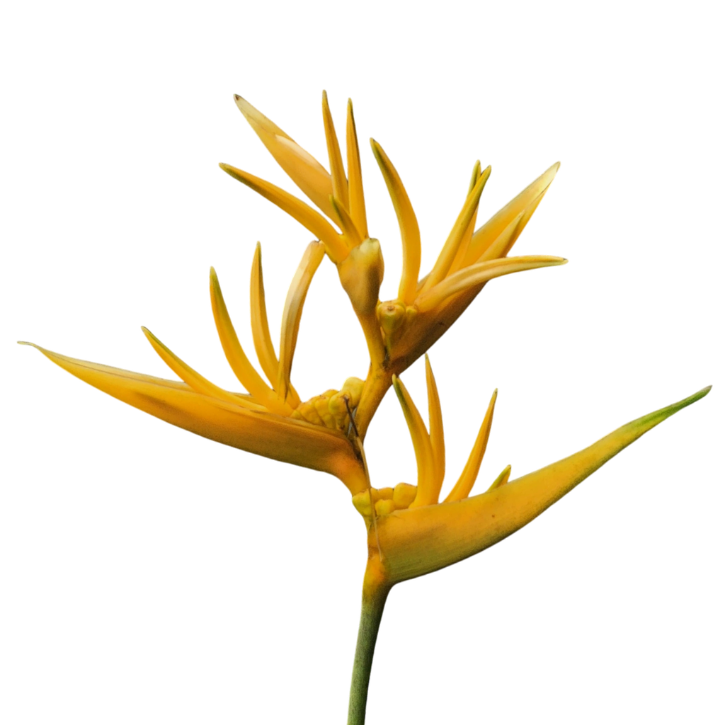 Golden torch, Heliconia psittacorum x spathocircinata