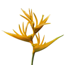 Golden torch, Heliconia psittacorum x spathocircinata