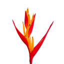 Fire flash, Heliconia fire flash
