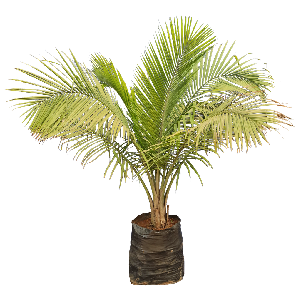 Majesty palm, Ravenea rivularis