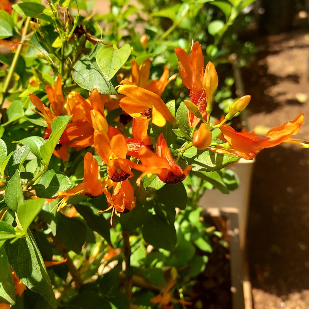 [PLWS RUFR BG 0507 760ml H030] Rabbit ears, Ruttya fruticosa (Polybag # 5x7, 760ml)