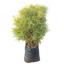 Varigated bamboo, Pleioblastus shibuyanus