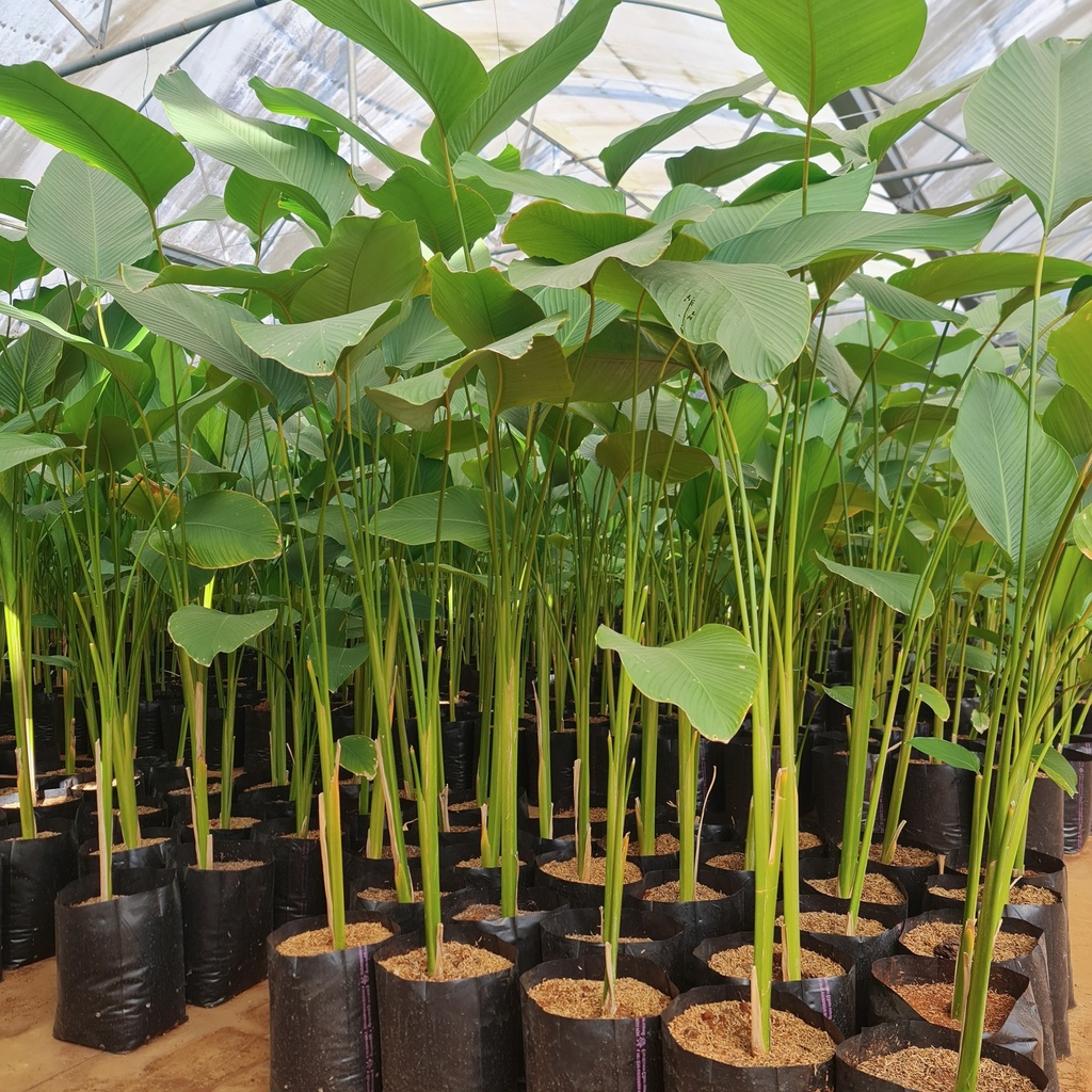 Cuban Cigar, Calathea lutea