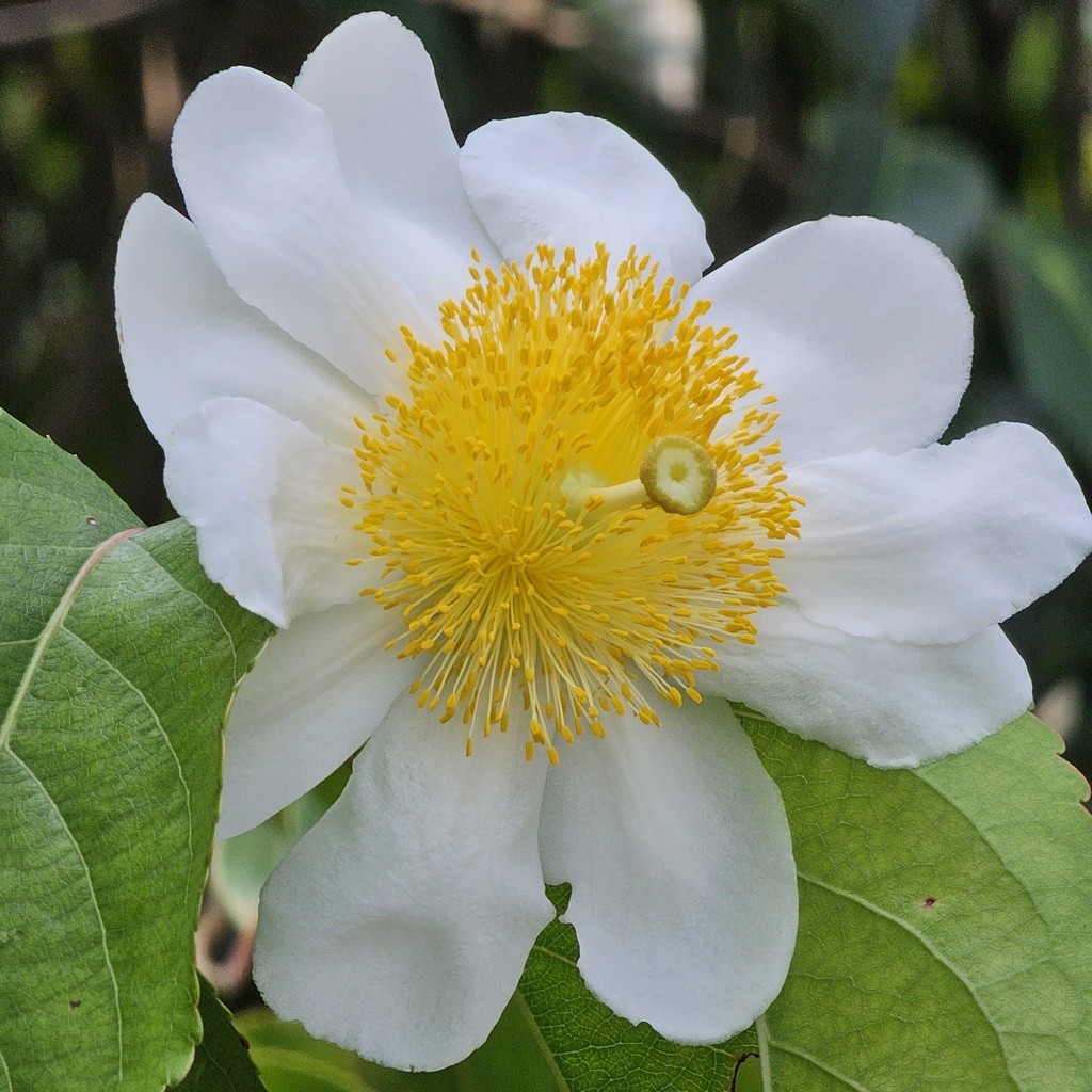 Fried egg tree, Oncoba spinosa