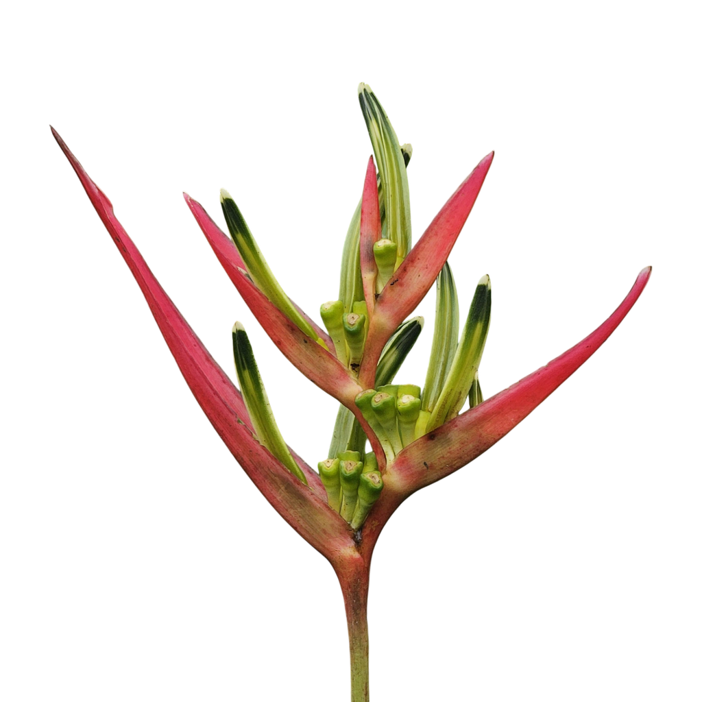 Lady diana, Heliconia psittacorum lady diana