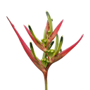 Lady diana, Heliconia psittacorum lady diana