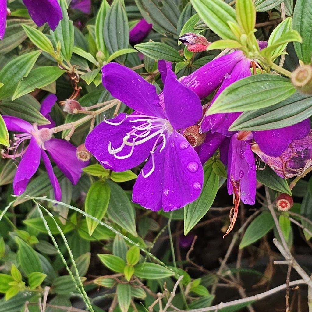 Purple melastoma, Melastoma lepidota 