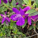 Purple melastoma, Melastoma lepidota 