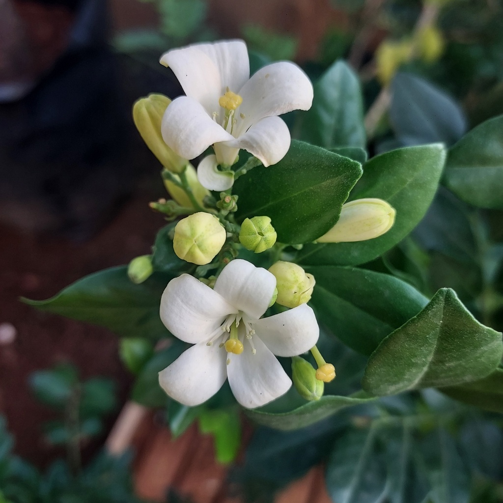 [PLWS MUPA BG 1414 12L] Kamini, orange jasmine, Murraya paniculata 