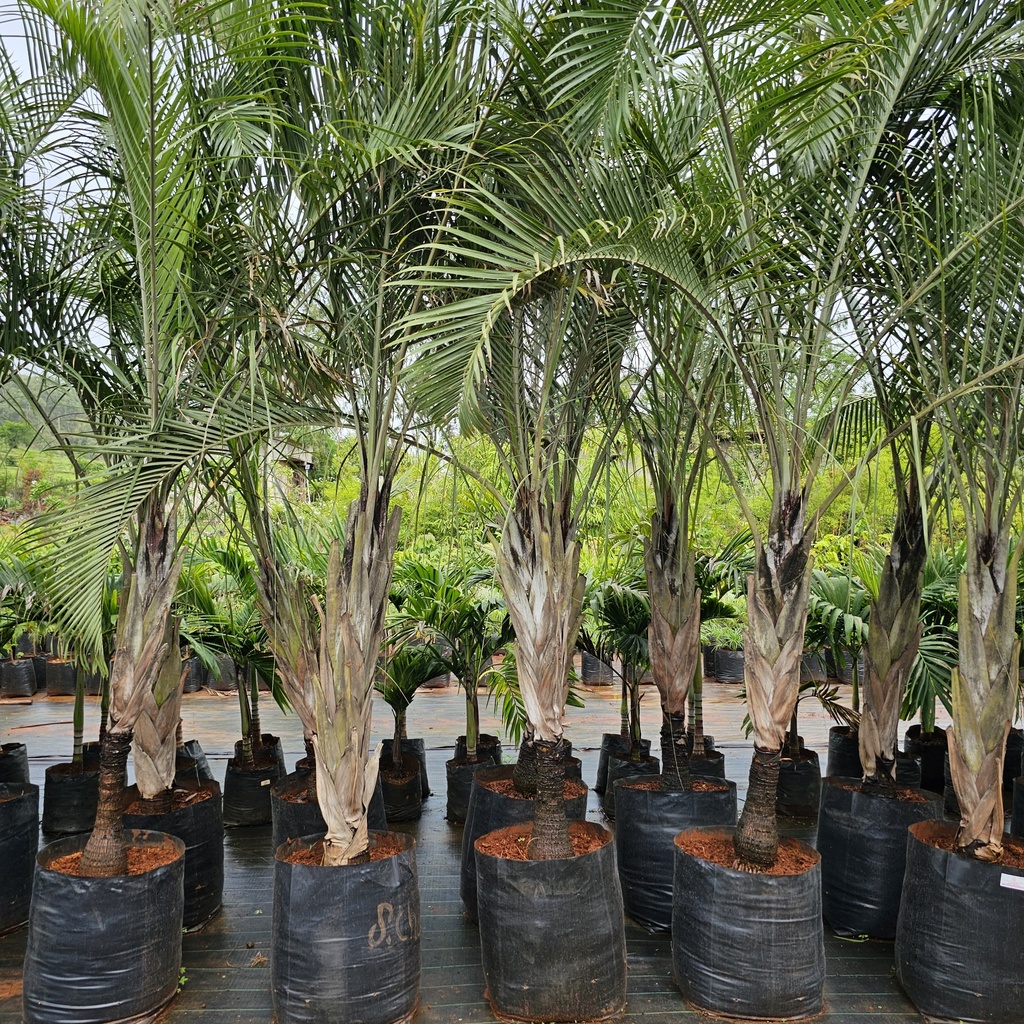 Triangular Palm, Dypsis decaryi