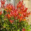 Christina, Syzygium companulatum 