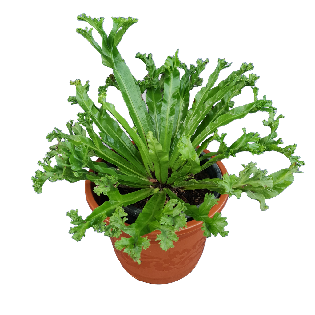 Bird's nest fern 'Leslie', Asplenium antiquum'Leslie'