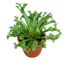 Bird's nest fern 'Leslie', Asplenium antiquum'Leslie'