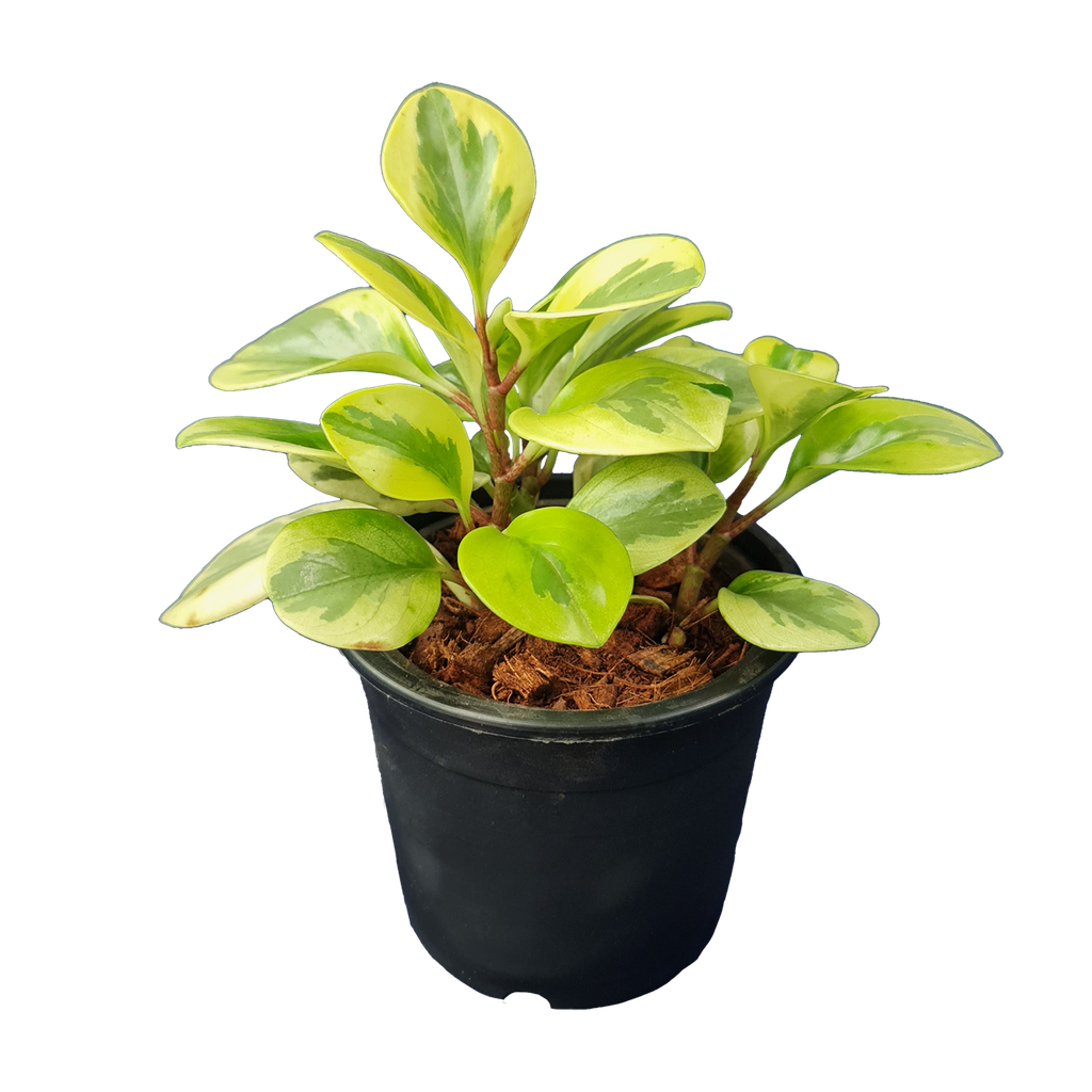 Baby rubber plant, Peperomia obtusifolia variegated