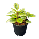 Baby rubber plant, Peperomia obtusifolia variegated