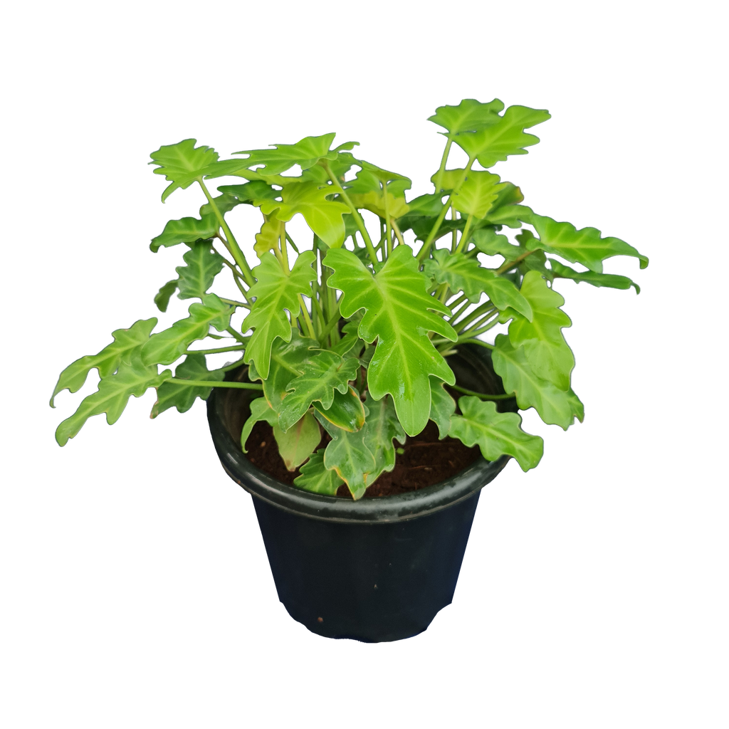 Philedendron xanadu golden