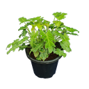 Philedendron xanadu golden