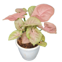 Syngonium neon pink 