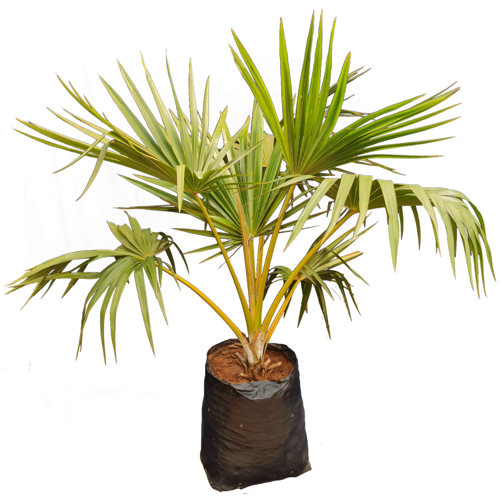 Yellow latan Palm, Latania verschaffeltii