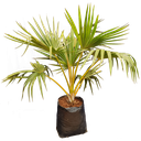 Yellow latan Palm, Latania verschaffeltii