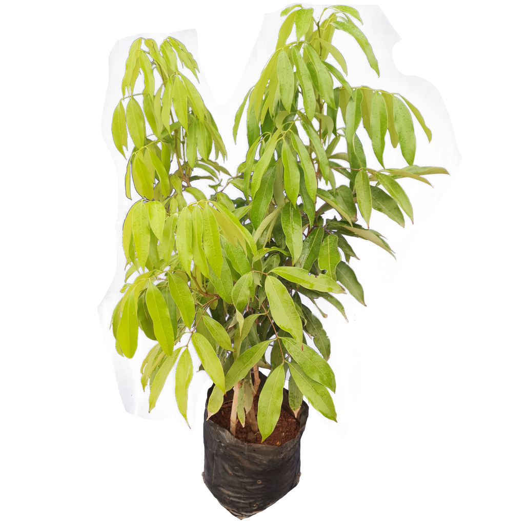 [PLFT LICH BG 1414 12.5L H045] लीचि,लीचि चायनेन्सेस