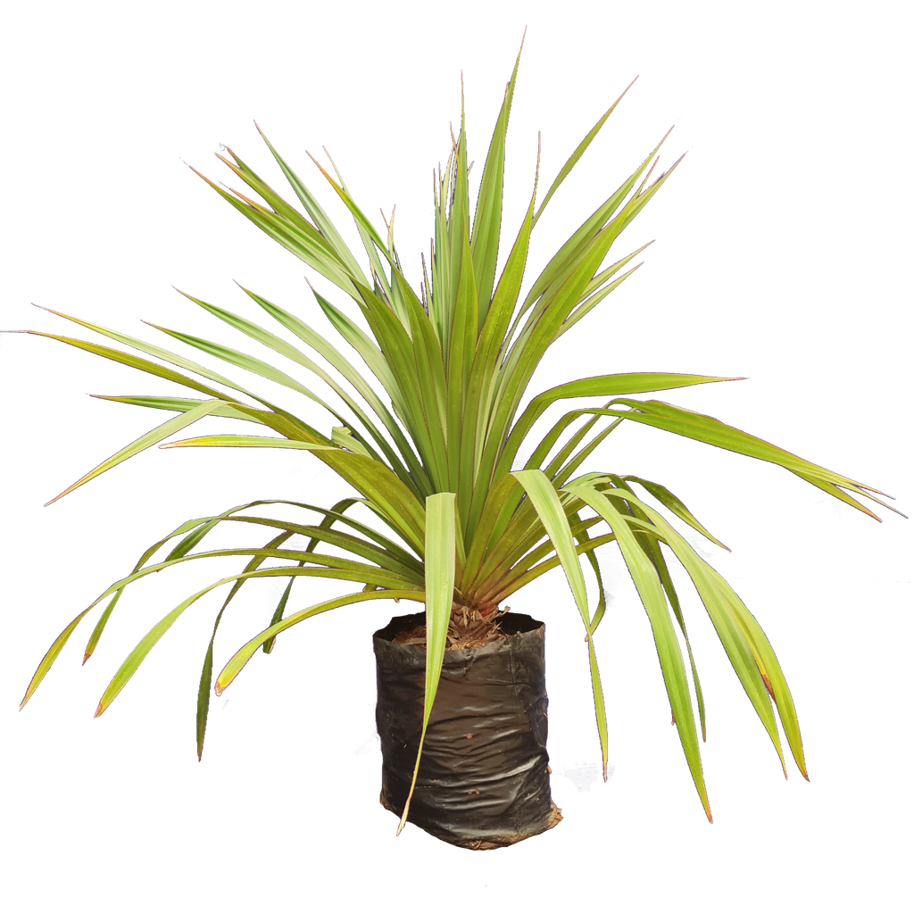 [PLCC PAUT BG 1818 26.5L H090] स्क्रू पाईन,पॅन्डंनस यूटिलीस (पॉलीबैग: 18x18, 26.5L, 3')