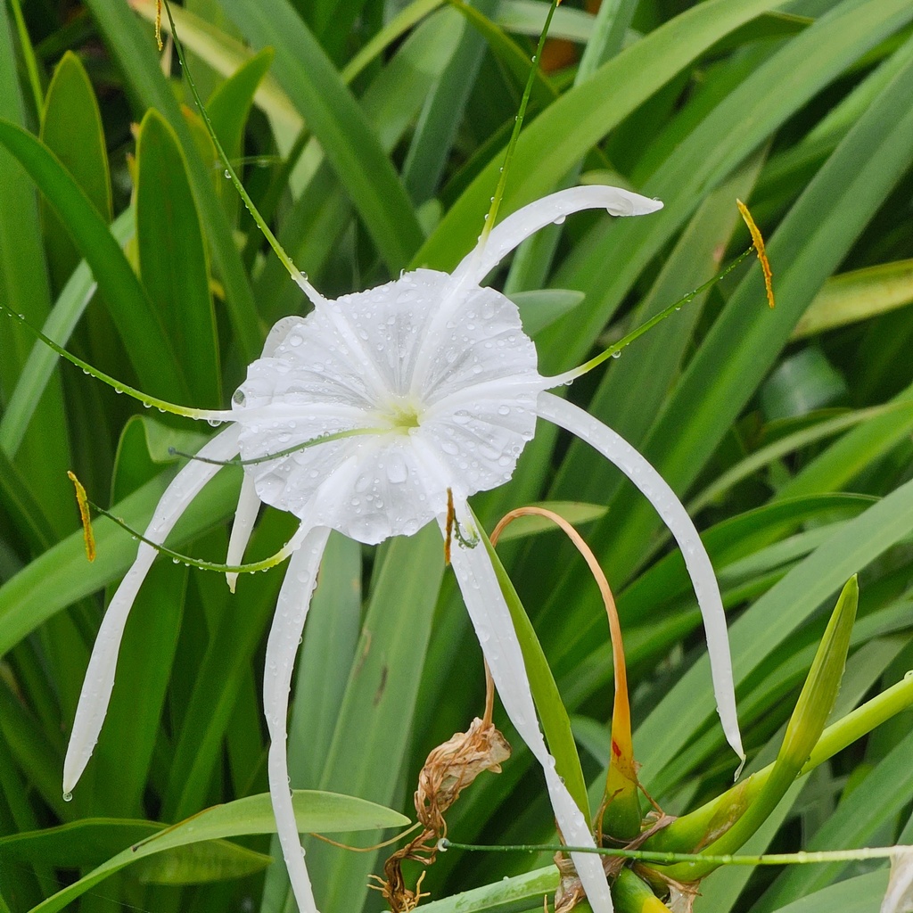 Spider lily, Hymenocallis littoralis