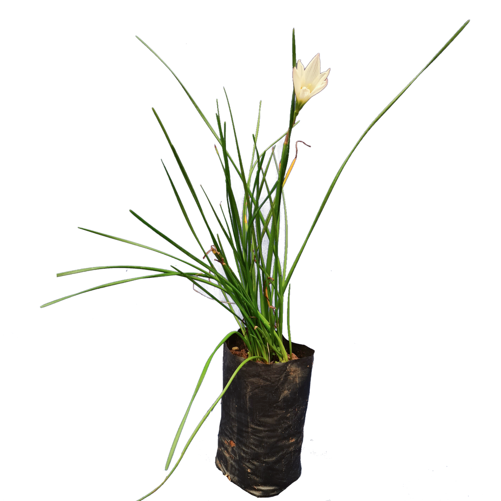 [PLLL ZECA BG 0507 760ml H008] White Rain lily, Zephyranthes candida