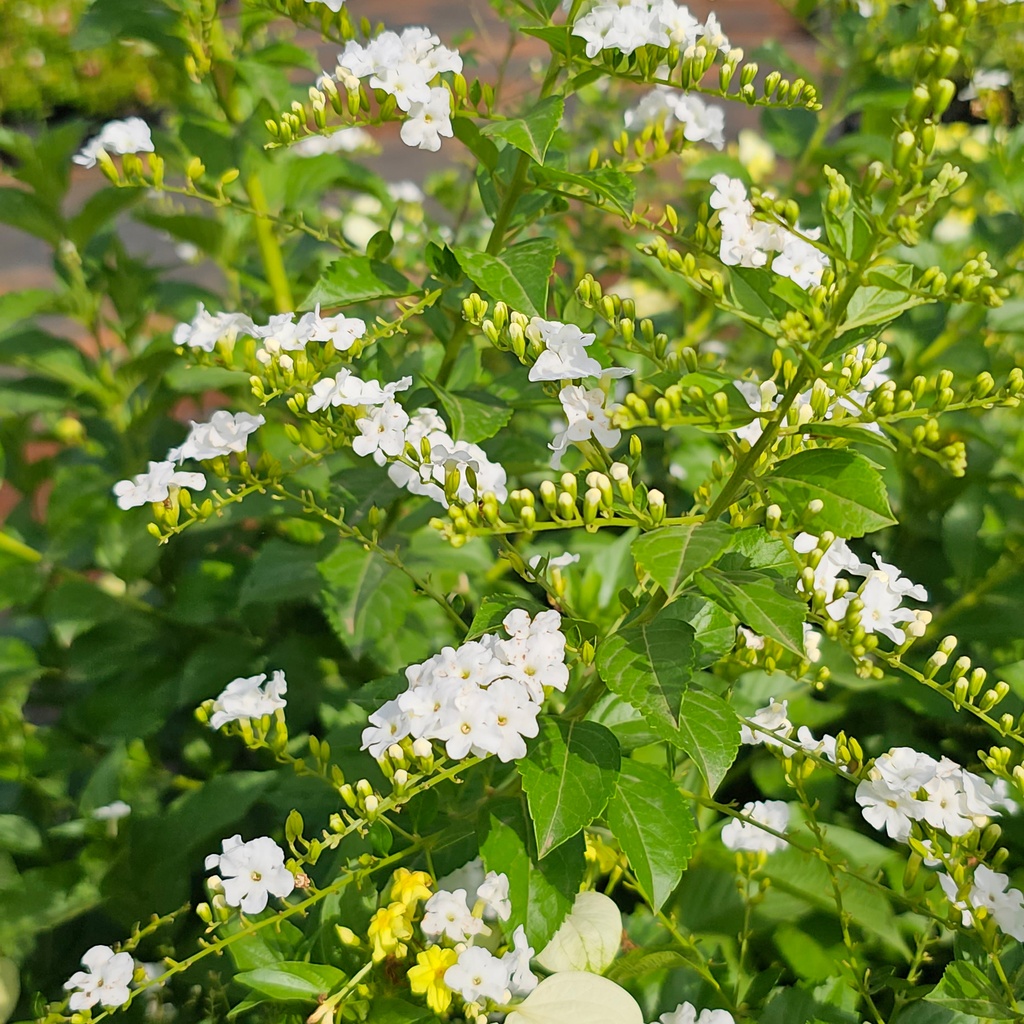 व्हाइट ड्युरंटा, ड्युरंटा एरेक्टा अल्बा