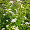 White Duranta, Duranta erecta alba