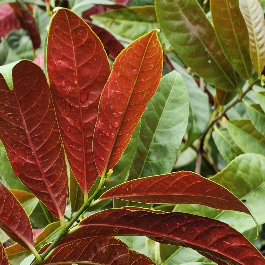 [PLWS EXCO BG 1010 3.9L H030 ] Laila Majnu, Excoecaria cochinchinensis (Polybag # 10x10, 3.9L)