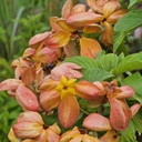 Orange Mussaenda, Mussaenda marmalade
