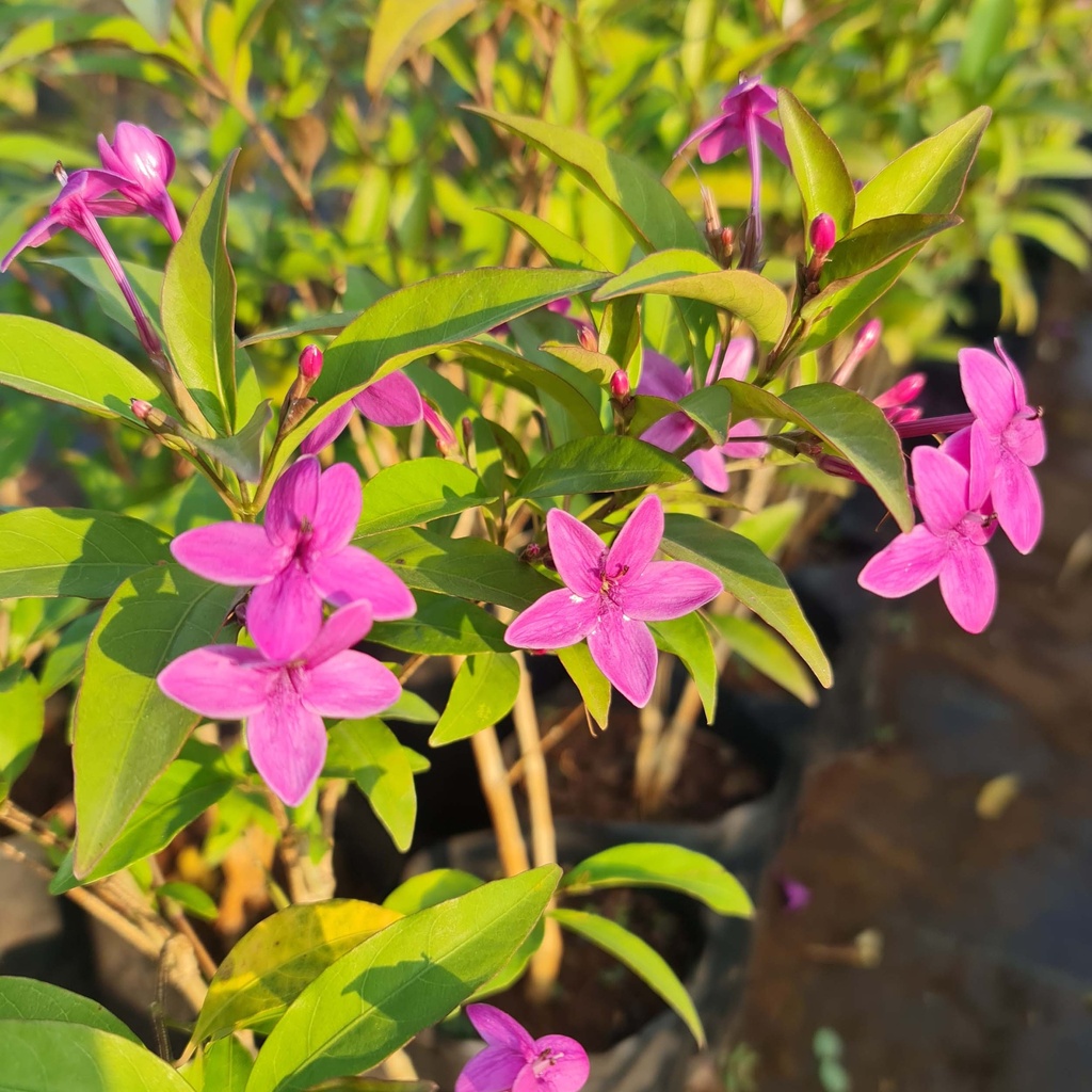 [PLWS PELX BG 1010 3.9L H030] शूटिंग स्टार, पर्पल स्टार, स्यूडेरैंथेमम लैक्सिफ्लोरम (पॉलीबैग: 10x10, 3.9L)