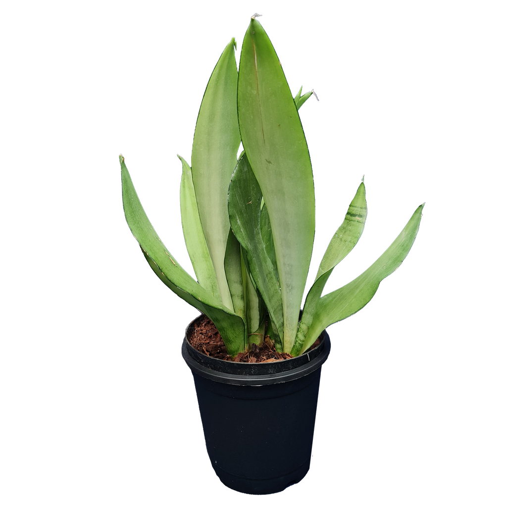 Snake plants, Mother-in-law’s tongue, Sansevieria moonshine