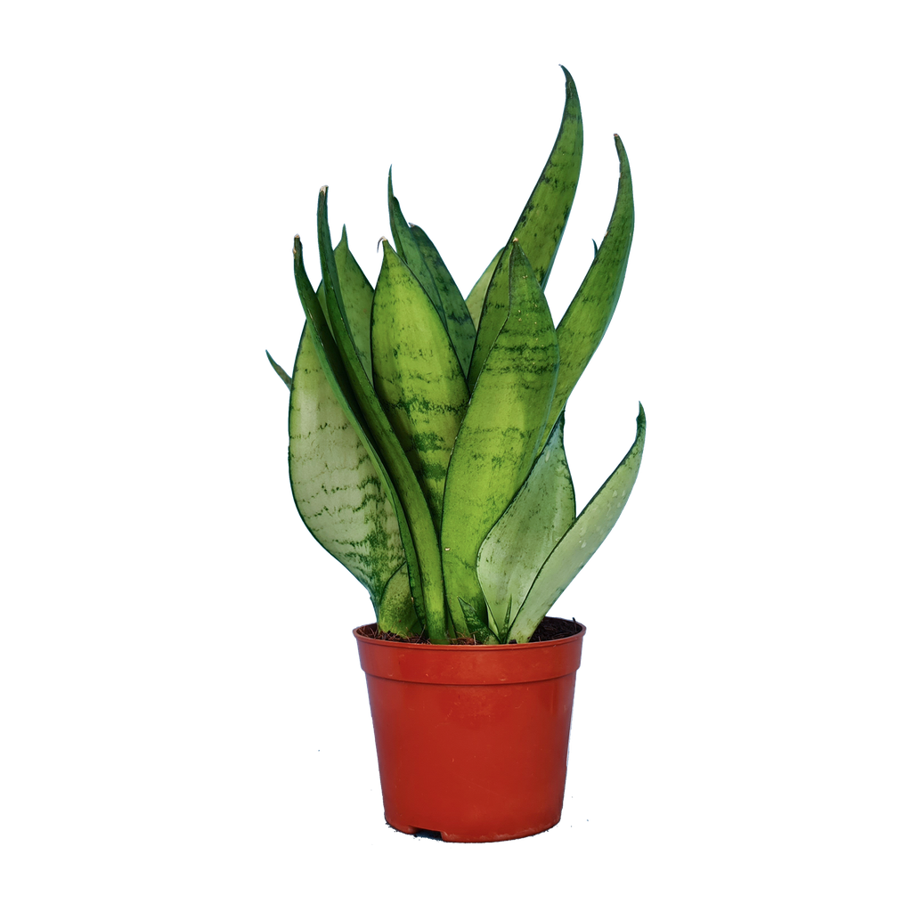 Snake plants, Sansevieria sea bubble