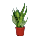 Snake plants, Sansevieria sea bubble