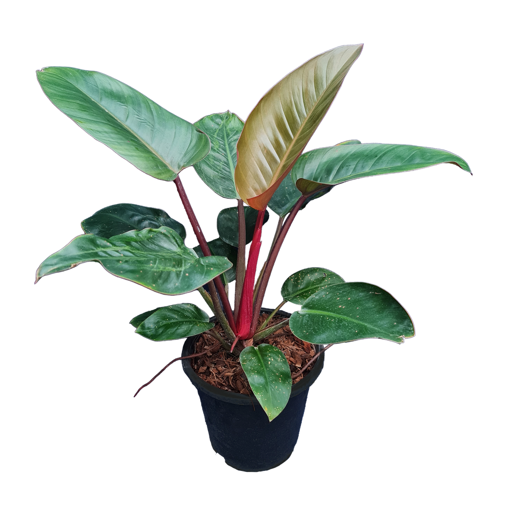 Philodendron “Imperial Red”