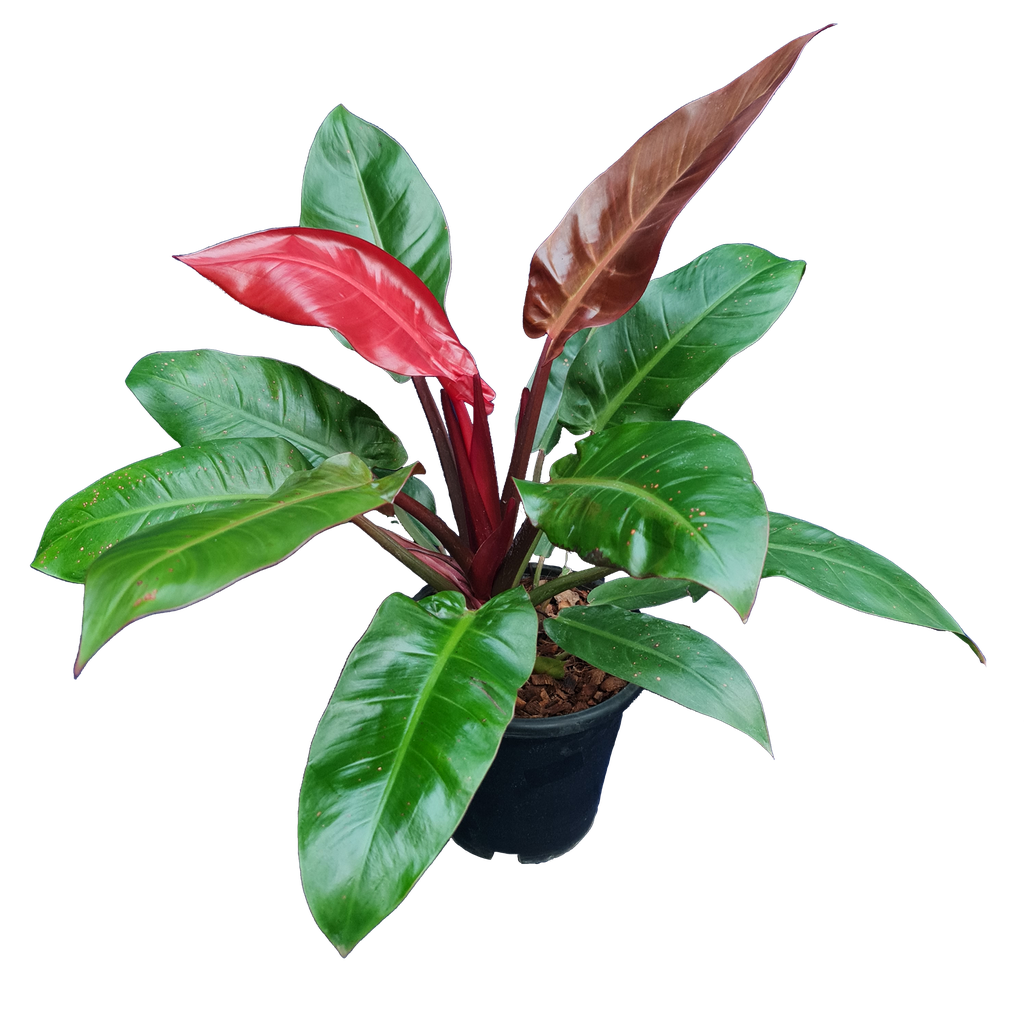 Philodendron sun red
