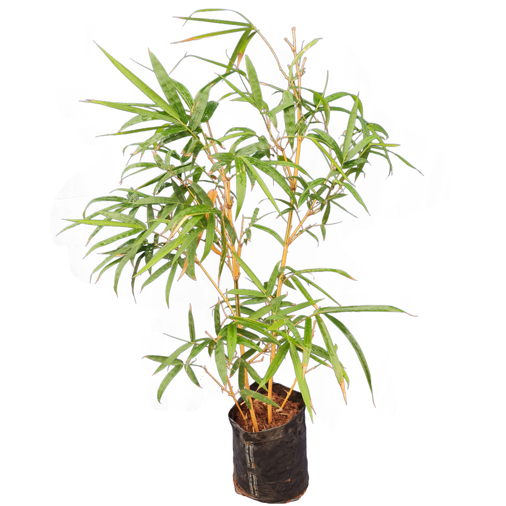 [PLBB BMVT BG 1012 5.6L H090] गोल्डन बांबू बँम्बूूसा वल्गुरिस विटाट (पॉलीबैग: 10x12, 5.6L, 3')